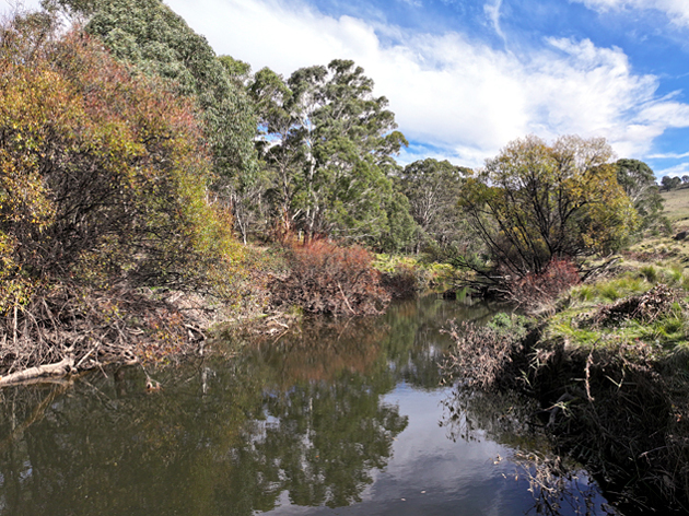 Bindo Creek - Oberon, NSW - 27/04/24