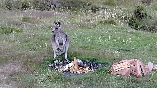 Old Snowy Campground, NSW - 26/01/25